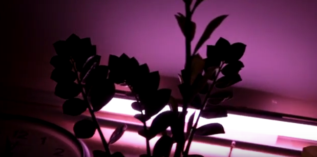 освещение растений люминесцентными лампами